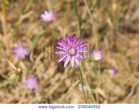 Purple flower of Annual Everlasting or Immortelle Xeranthemum annuum macro selective focus shallow DOF.