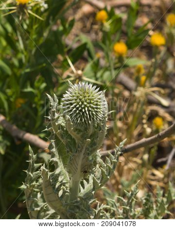 Flower buds of Great globe-thistle or Echinops sphaerocephalus close-up selective focus shallow DOF.