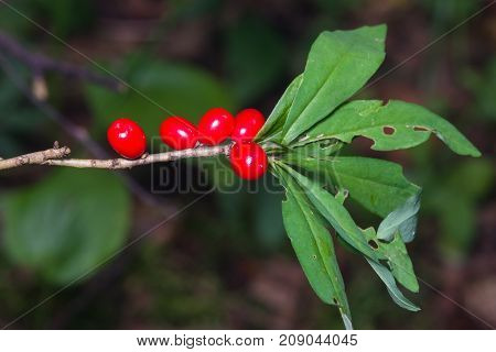 Spurge laurel or Daphne mezereum poisonous plant fruit close-up with bokeh background selective focus shallow DOF.