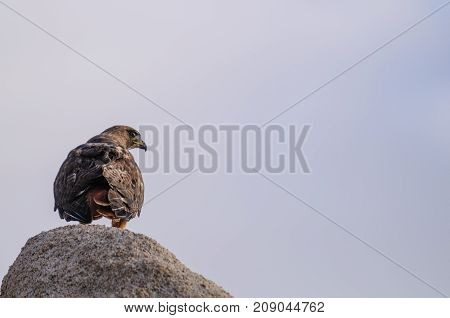 A red tailed hawk standing on a rock near the hidden valley campground in Joshua Tree National Park