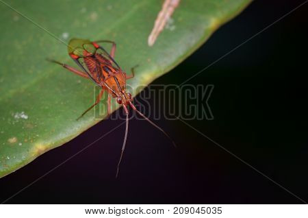 macro image of a beautiful mirid bug