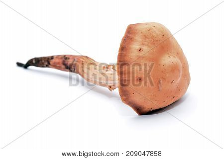 gymnopus fusipes mushroom formerly known as collybia fusipes