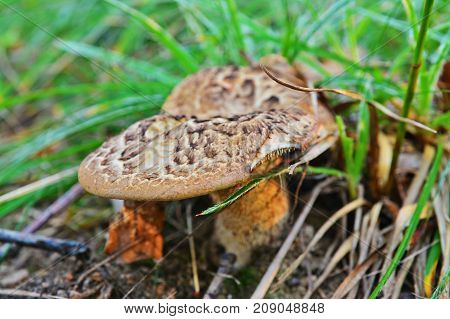 Sarcodon imbricatus commonly known as the shingled hedgehog or scaly hedgehog