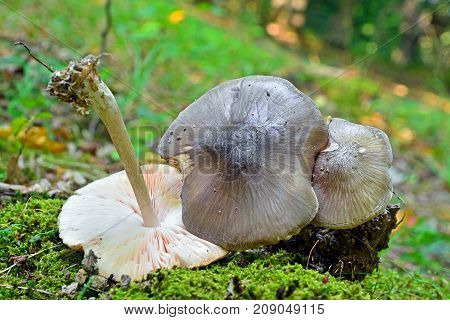Pluteus cervinus commonly known as the deer shield