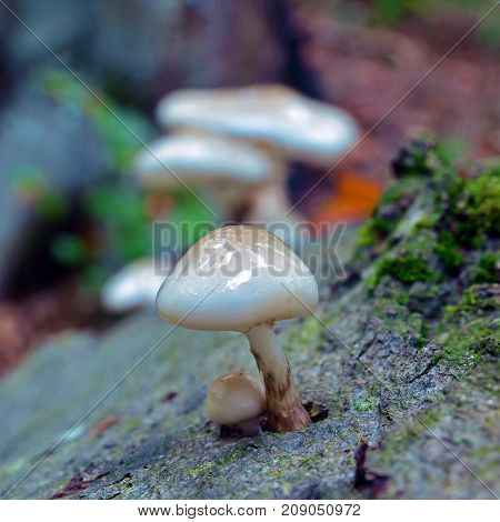 oudemansiella mucida mushroom cluster on the tree bark