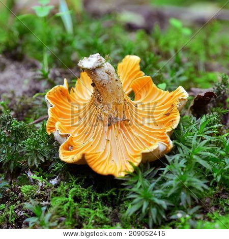 chanterelle cantharellus cibarius mushroom on the ground
