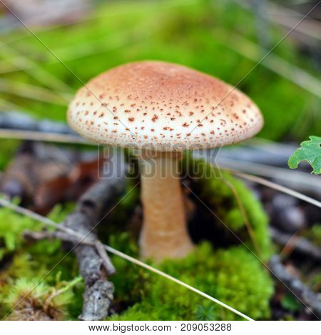 amanita rubescens mushroom in the forest, the blusher