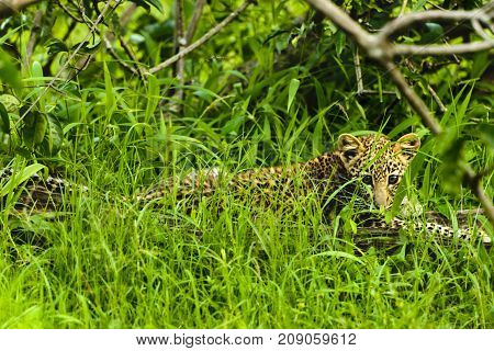 Baby African Leopard sitting in grass in Kruger Park South Africa