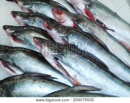 Fresh fish in the fresh market or supermarket cooled fish Fresh ice cooled hakes on a fish. on ice in the market Thailand. food