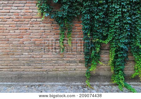 Green Climbing Plants On A Brick Wall.