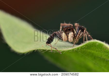 macro image of the world's most intelligent spider - Fringed Jumping Spider