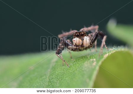 macro image of the world's most intelligent spider - Fringed Jumping Spider