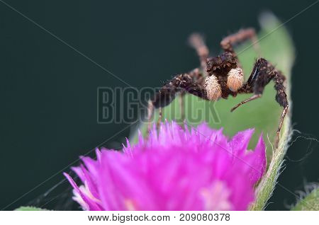 macro image of the world's most intelligent spider - Fringed Jumping Spider