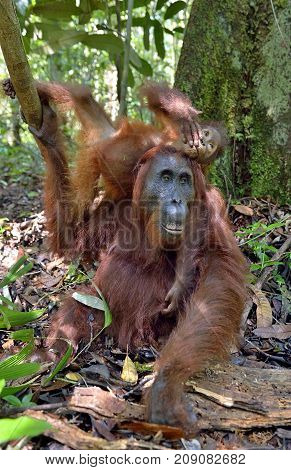 Mother orangutan and cub in a natural habitat. Bornean orangutan (Pongo pygmaeus wurmmbii) in the wild nature. Rainforest of Island Borneo. Indonesia.