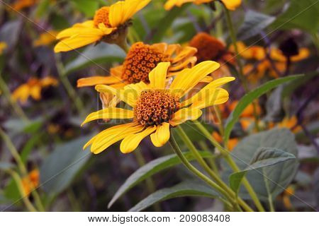 The Flowers In The Field