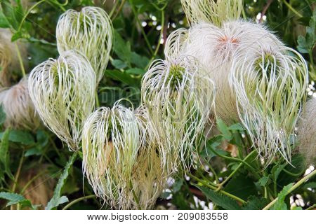 The Flowers In The Field