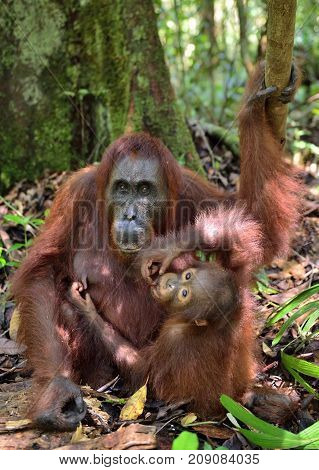 Mother orangutan and cub in a natural habitat. Bornean orangutan (Pongo pygmaeus wurmmbii) in the wild nature. Rainforest of Island Borneo. Indonesia.