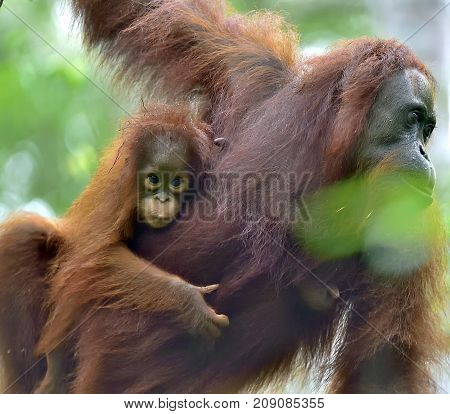 Mother orangutan and cub in a natural habitat. Bornean orangutan (Pongo pygmaeus wurmmbii) in the wild nature. Rainforest of Island Borneo. Indonesia.