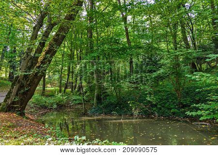 Lush green swamp and tropical forest scene. The sun is peaking through the thick foliage to reveal a gorgeous natural landscape.