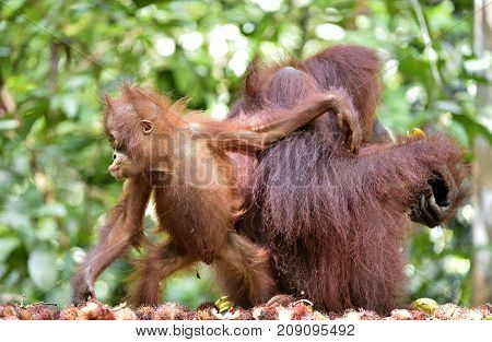 Mother orangutan and cub in a natural habitat. Bornean orangutan (Pongo pygmaeus wurmmbii) in the wild nature. Rainforest of Island Borneo. Indonesia.