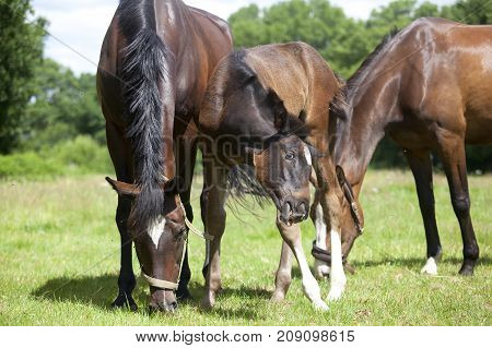 Foal Is Punched By Brake