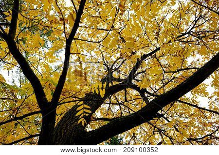 Autumn trees pattern. View from bottom to top. Yellowed leaves of a walnut tree