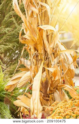 Drought yellowed corn in autumn, against a background of flowers