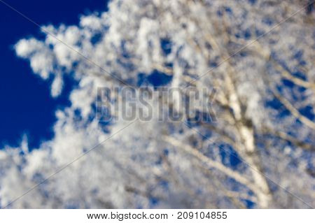 Tree branches under the snow in winter forest