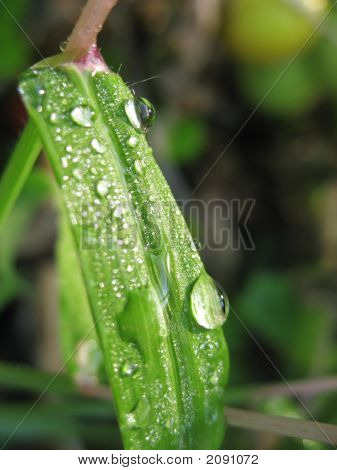 Green1