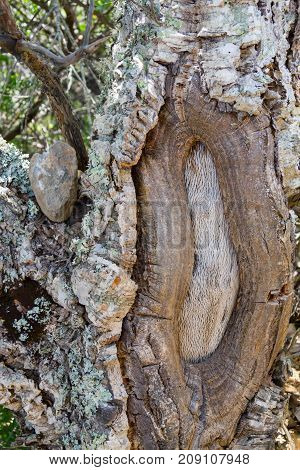 Details of Cork in a Sobreiro tree in Aljezur Algarve Portugal