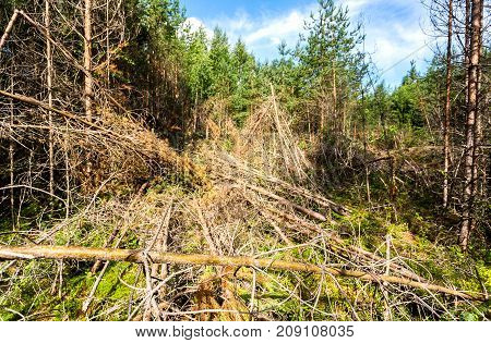 Deep forest in summertime. Wild flora and nature of Northern Europe