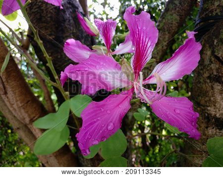 Bauhinia Purpurea Pink flowers bloom with beautiful colors and Water drops on flowers.