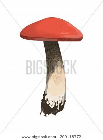 Isolated fresh aspen mushroom on white background.