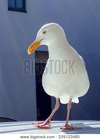 Single Sea Gull Strikes Sassy Pose With Bright Eye in Profile