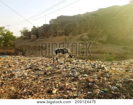 Skinny domestic cow grazing in a garbage pit in the outskirts of Bamako Mali Africa