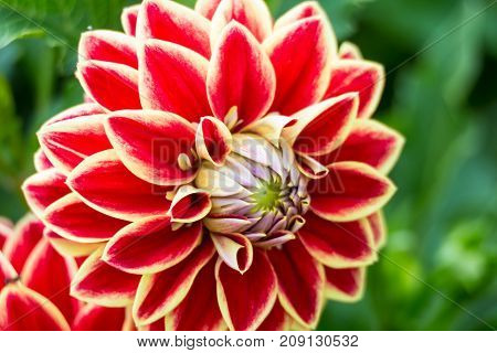 Multicolored petals of colorful flower dahlia macro selective focus on blurred background. Flower background