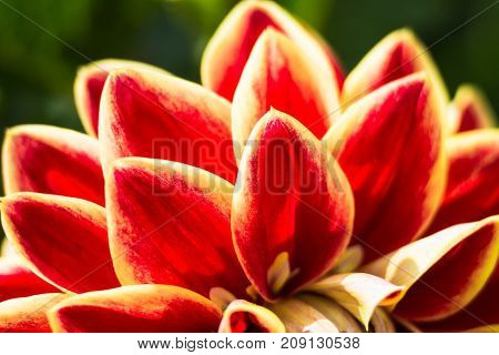 Multicolored petals of colorful flower dahlia macro selective focus on blurred background. Flower background