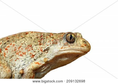 closeup of isolated garlic toad isolation over white background ( Pelobates fuscus )