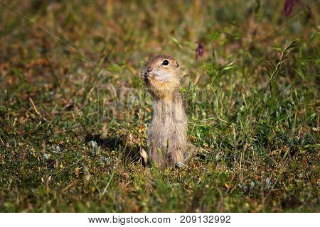 cute european ground squirrel in natural habitat ( Spermophilus citellus )