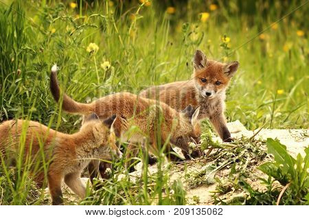 young red foxes playing near the burrow in a spring day ( Vulpes )
