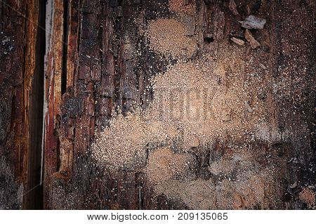 wooden beam in decay dry rot and wood boring insect damage