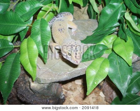 Leopar Gecko Habitat içinde