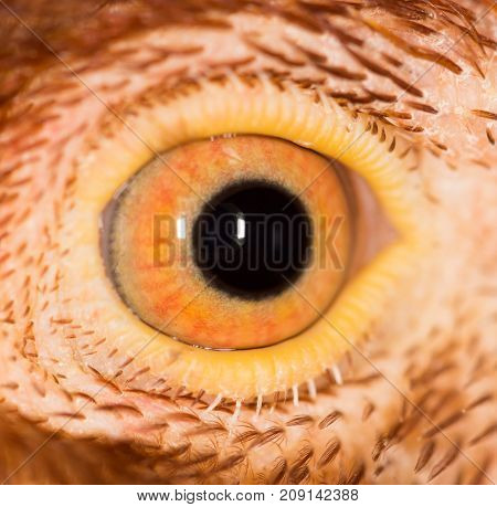 Chicken Eye Close-Up . Photos in the studio