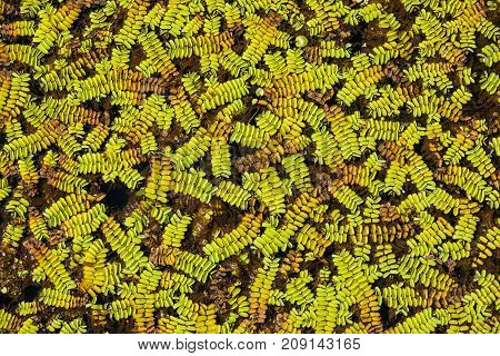 Green Leaves Texture In Swamp