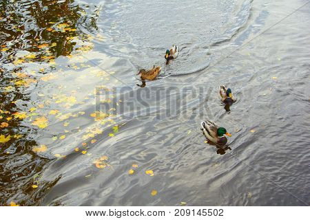 Autumn Evening and Ducks in the Middle Nevka in St. Petersburg