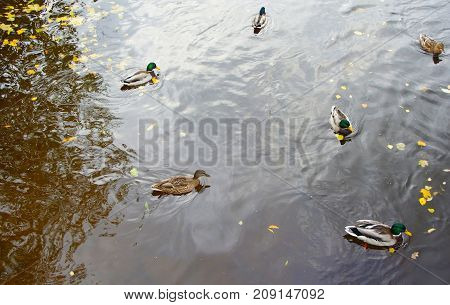 Autumn Evening and Ducks in the Middle Nevka in St. Petersburg