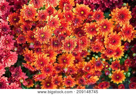 Colorful chrysanthemum close-up. Abstract background of orange flowers