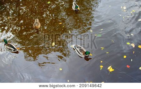 Autumn Evening and Ducks in the Middle Nevka in St. Petersburg