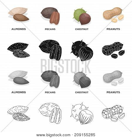 Nut, almonds, pecans, and other  icon in cartoon style. Delicacy, treats, product icons in set collection