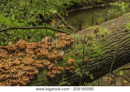 Poisonous mushroom on old trunk of fallen tree in autumn morning in national park